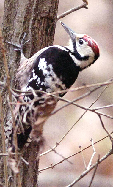 사진보도부문 본상을 수상한 매일신문의 ‘도심속 큰 오색 딱따구리’